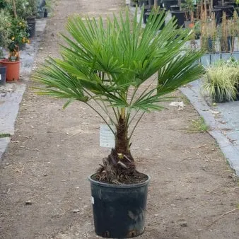 Hanfpalme